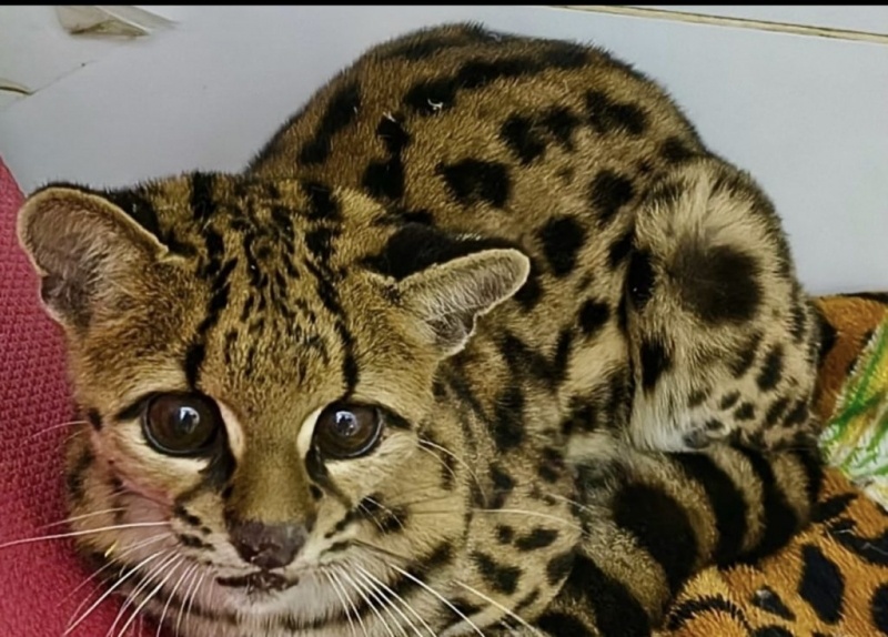 Gato-maracajá com suspeita de atropelamento é resgatado na região