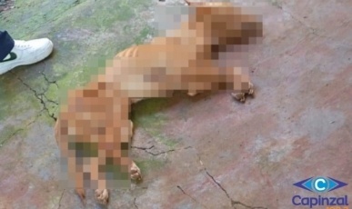 Mulher é presa por maus-tratos contra animal após cão ser encontrado morto em Capinzal