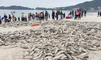 Governo Lula manda encerrar modalidade da pesca da Tainha em SC: “Santa Catarina está atrapalhando”