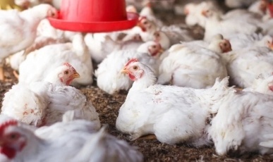 Abates de frangos e suínos caem no primeiro trimestre, diz IBGE