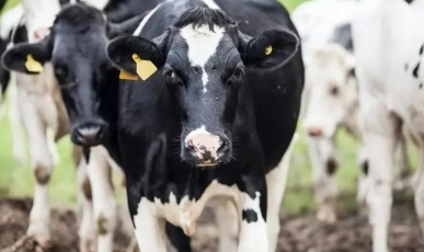 Município de SC confirma caso de raiva em bovino