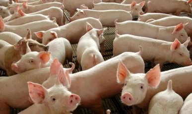  SC tem crescimento na exportação de carne suína em 2024 e segue na liderança do setor no país