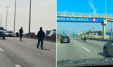 Boiadeiro por um dia: Motorista para o trânsito e ajuda a resgatar vaca na br-101 em SC