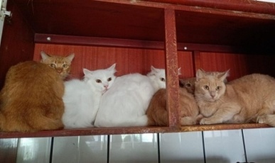 400 gatos: Prefeitura de Concórdia contrata clínicas, mas vai pedir ressarcimento à tutora