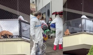 400 gatos: Resgate de felinos tem início após decisão judicial