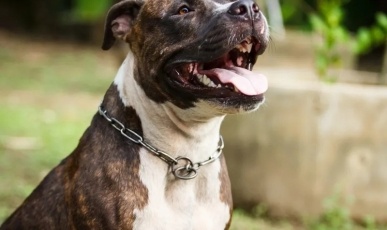 Justiça muda regras sobre criação de pit bulls em SC