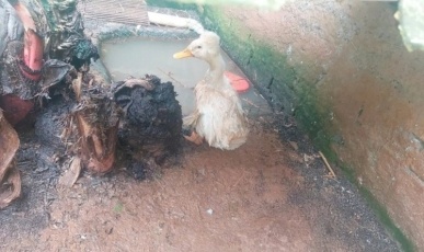 Operação fecha zoológico clandestino no Oeste de SC e apreende mais de 650 animais