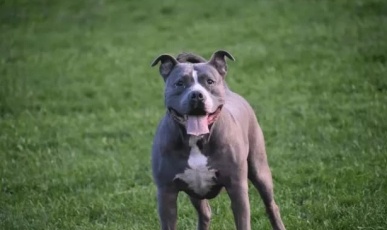 Justiça considera proibição inconstitucional e libera criação e venda de pitbulls em SC
